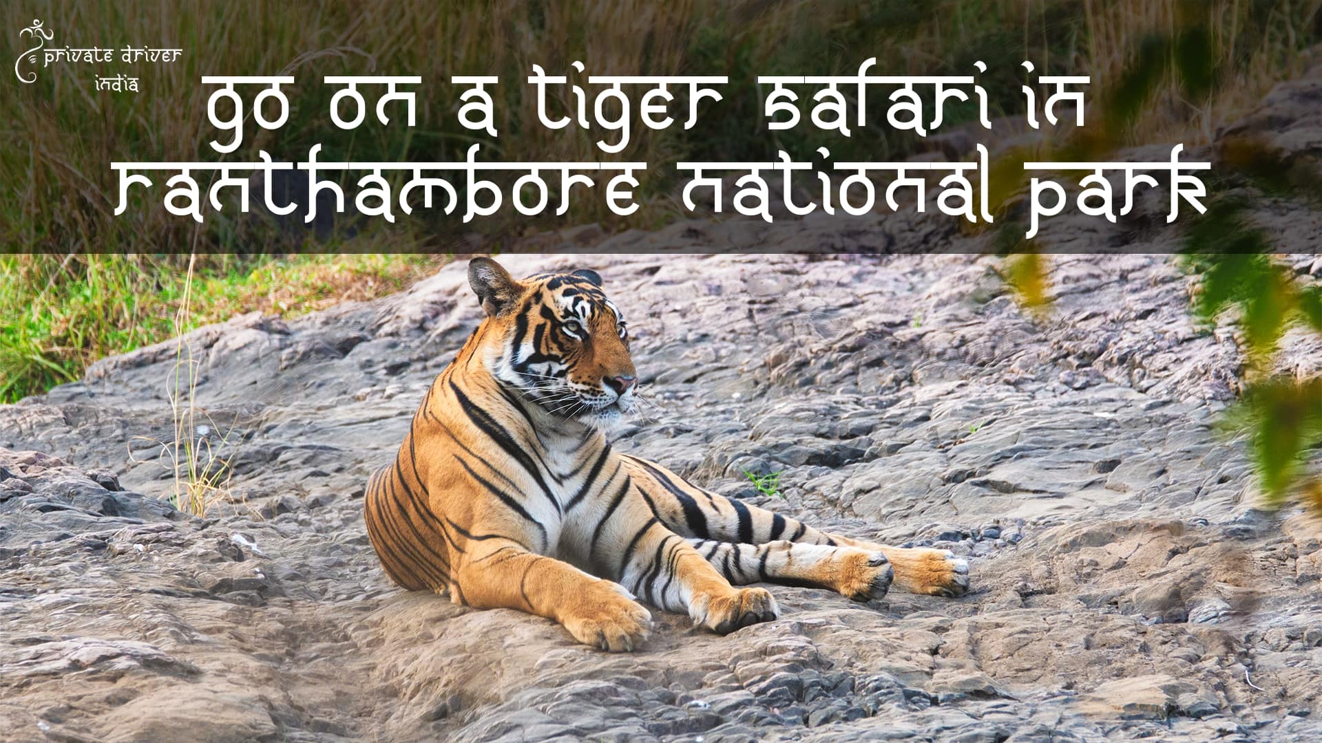 Go on a tiger safari in Ranthambore National Park How To Travel To India’s Golden Triangle